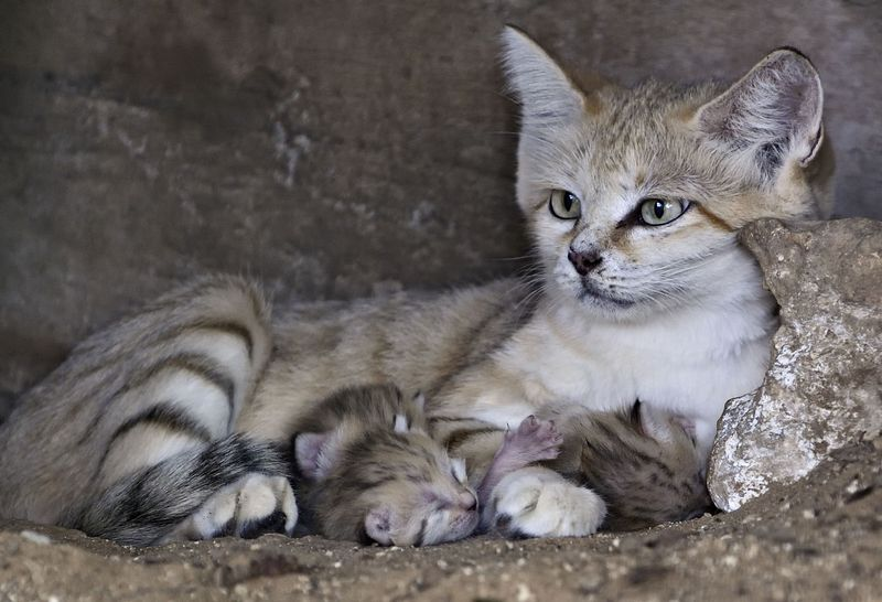 Illustration for article titled Surprise Sand Kittens are the Best Sand Kittens